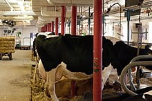 Cow management and care