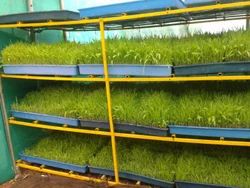 Image result for hydroponic fodder hydroponic tray