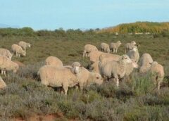 SHEEP FARMING (new)